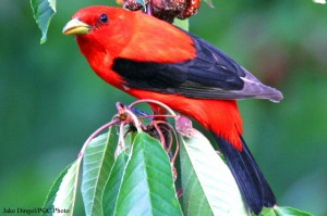 Pennsylvania’s forests provide nesting habitat for 17% of the world’s Scarlet Tanagers. Photo courtesy of the PA Gaming Commission.