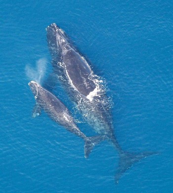 Right whale (Eubalaena glacialis) with calf