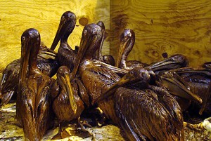 Heavily oiled brown pelicans wait to be cleaned of Gulf spill crude