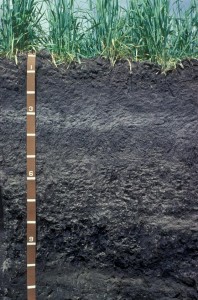 Figure 4. Prairie-Forest Transition soil - Courtesy EarthOnlineMedia