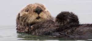 Offshore Oil and Gas Drilling: Risks to the Sea Otter