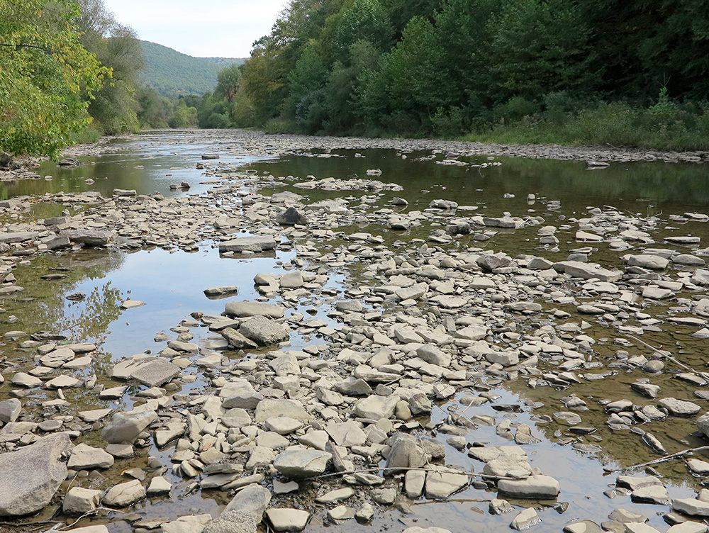 Coalition for the Delaware River Watershed — Trees for Trout