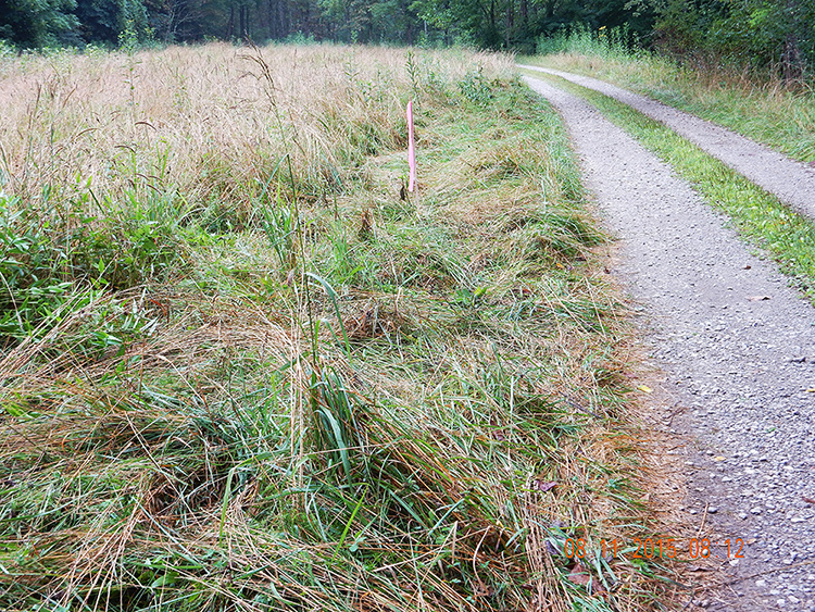 A surveyor stake alongside my access road.