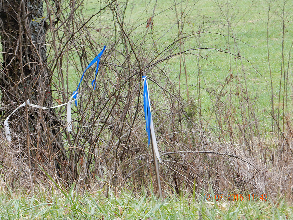 Survey stakes with orange pink ribbons indicating property lines