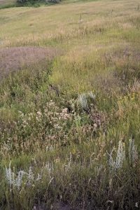 If you look closely, you can see an abandoned pipeline valve from a previous Bakken boom. Located near Keene, North Dakota. Photo by David Nix 2015