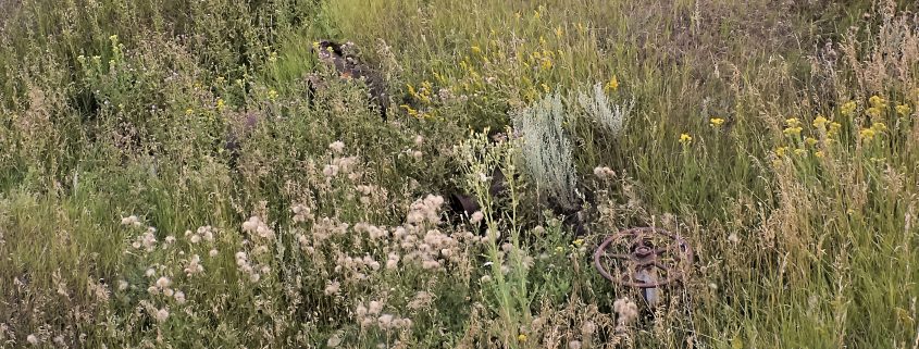 If you look closely, you can see an abandoned pipeline valve from a previous Bakken boom. Located near Keene, North Dakota. Photo by David Nix 2015