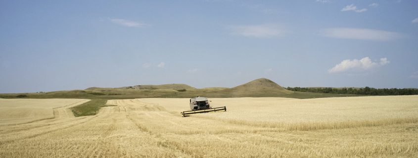 Donny Nelson harvesting his field at his farm near Keene, North Dakota. Photo by David Nix 2015
