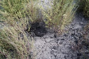 Remnants of an oil spill. Located near Antler, North Dakota. Photo by David Nix 2015