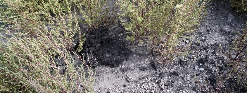 Remnants of an oil spill. Located near Antler, North Dakota. Photo by David Nix 2015