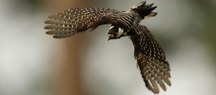 red-cockaded_woodpecker_header