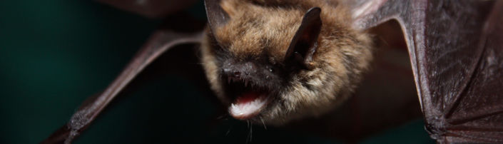 eastern-small-footed-bat-header