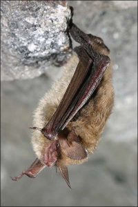 n_long-eared_bat