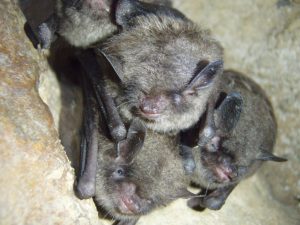 Populations of federally endangered Indiana Bats could be impacted by the proposed Incidental Take Permit (ITP)