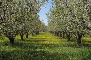 Rocky Mountain Apple Orchard by Celia Roberts