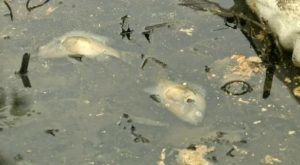Dead fish floating in Vienna area pond contaminated by injection well system spill Source: MetropolitanEnegineering Consulting & Forensics-Expert Engineers 