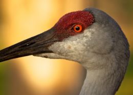 Sandhill Crane