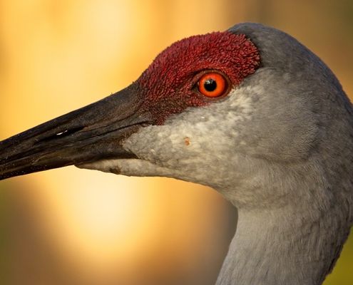 Sandhill Crane