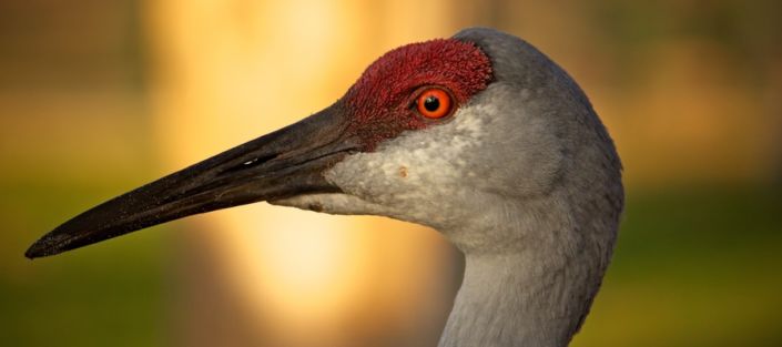 sandhill-crane-creativecommons-feature Sandhill Crane