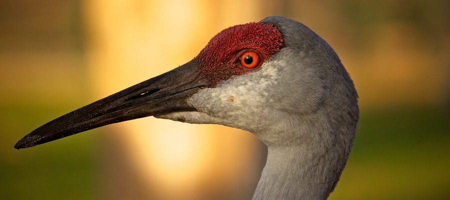 Sandhill Crane