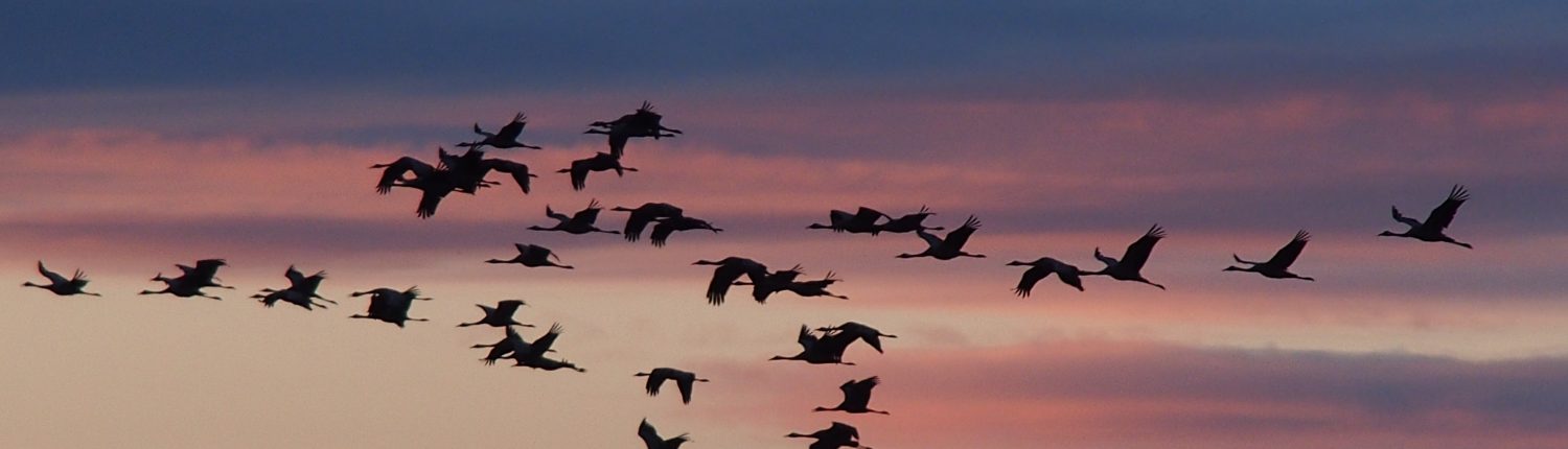branch-bird-sky-sunrise-sunset-morning-dawn-flock-dusk-birds-cranes-water-bird-bird-migration-migratory-birds-atmospheric-phenomenon-animal-migration-crane-like-bird-529634