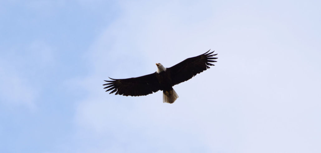 Bald Eagle flying