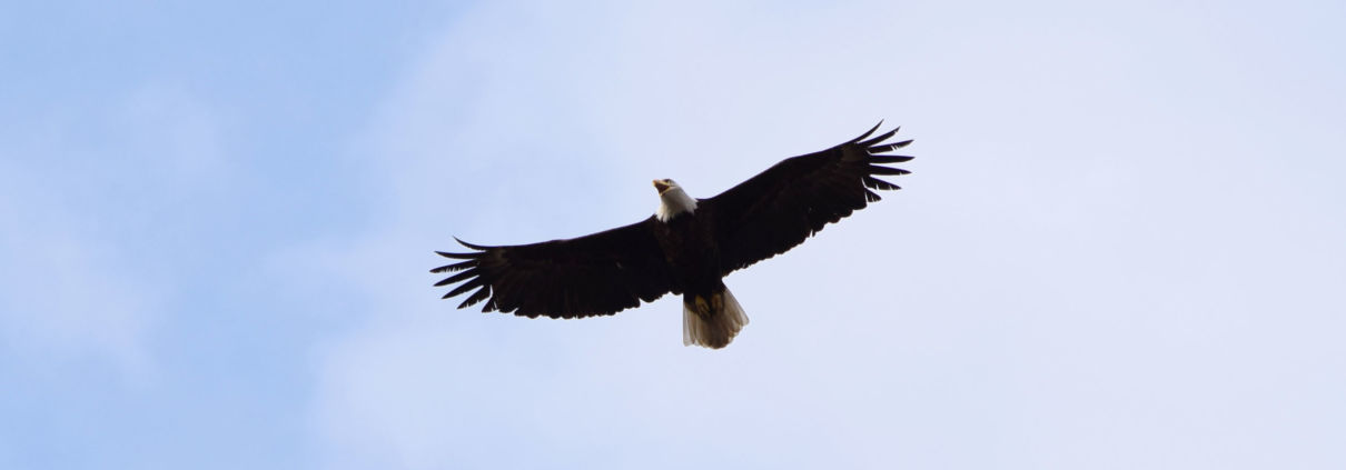 Bald Eagle flying