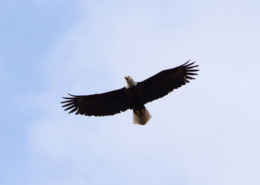 Bald Eagle flying