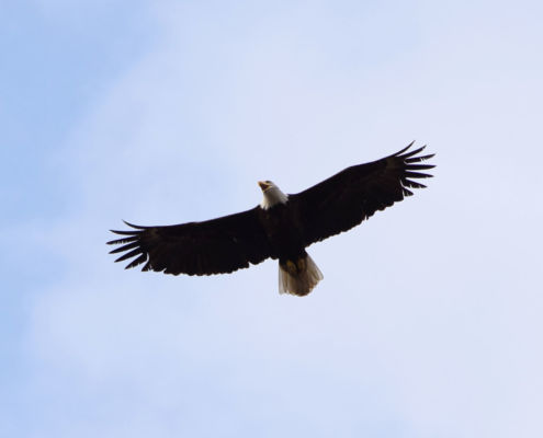 Bald Eagle flying