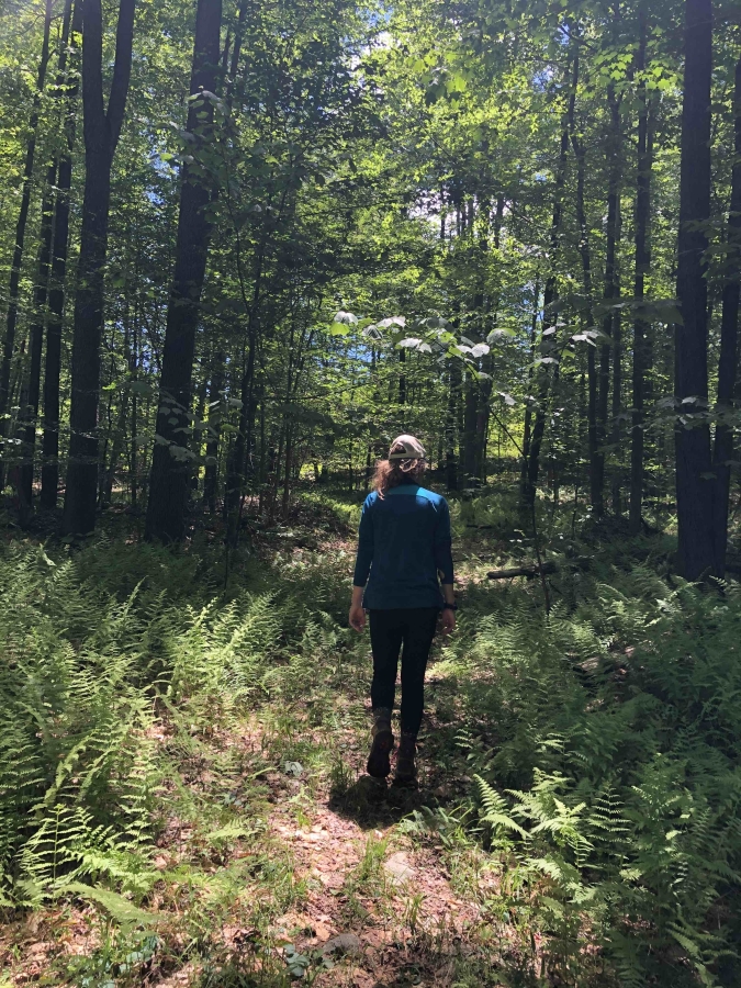 Loyalsock State Forest Trail