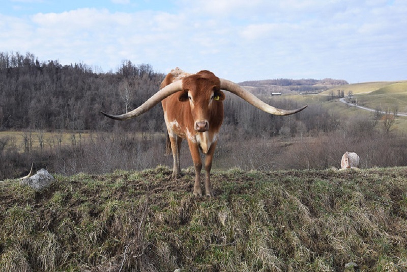 Longhorn cattle in Hendrysburg, OH. Photo by Ted Auch.