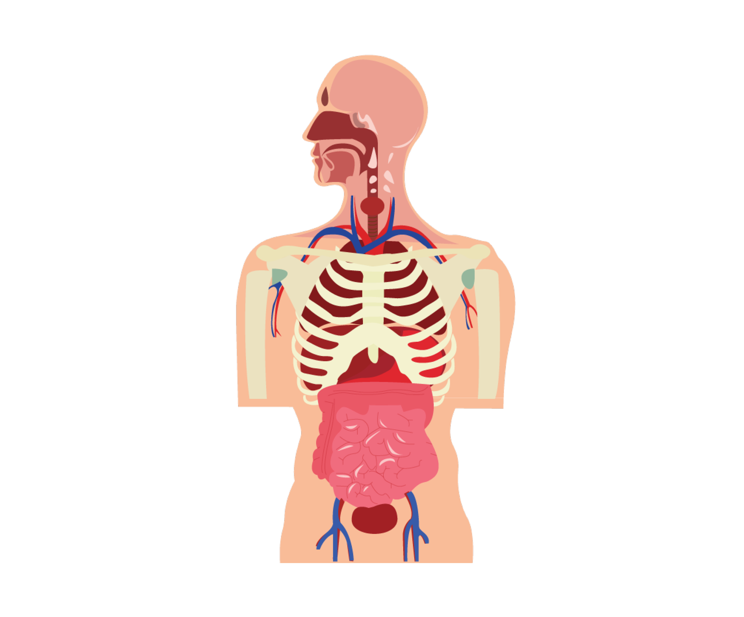 Human organs. Силуэт человека с внутренними органами. Человеческий организм. Человечек с внутренними органами. Внутреннее строение человека.