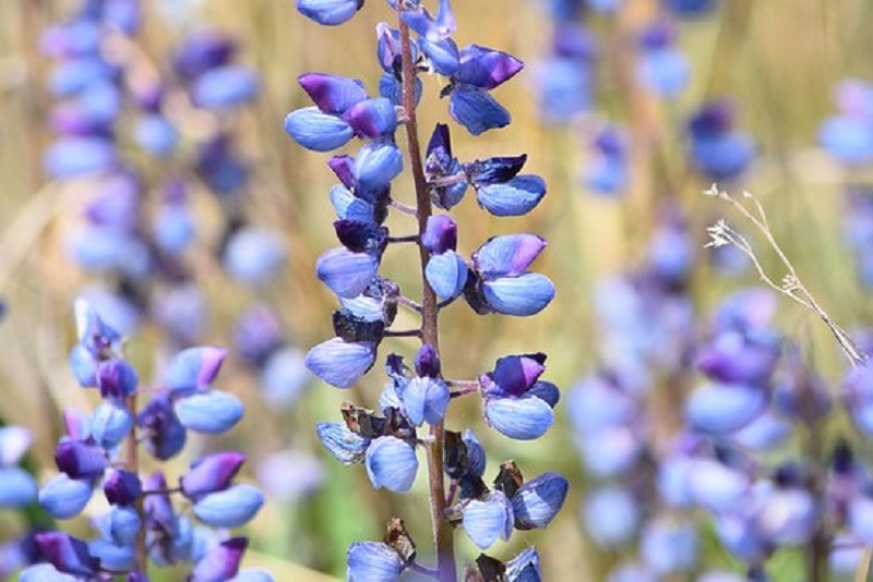 Lupine flowers in Nachusa Grasslands, IL. Photo by Ted Auch.