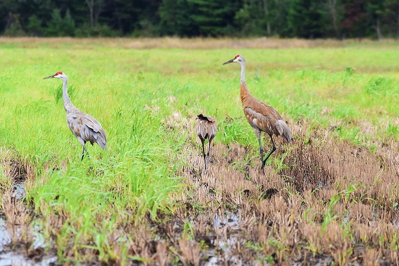 Sandhill cranes in Byron, WI. Photo by Ted Auch.