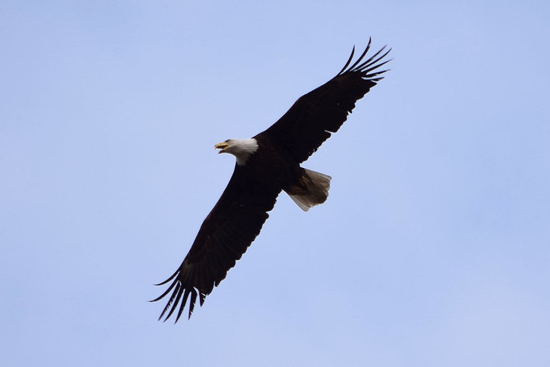 Bald eagle flying over coal mine in Alledonia, OH. Photo by Ted Auch.