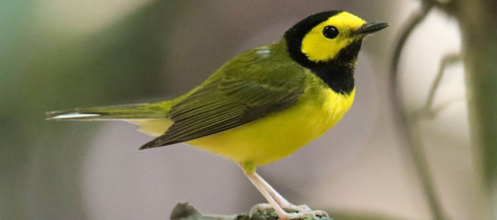 Hooded_Warbler feature by Ninahale